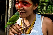 Ecuador, Tena, immersion life experience with the Waoranis of the Rio Nushino, young woman with her green parakeet or Amazona ochrocephala