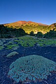 Italy, Sicily, Mount Etna Regional Nature Park, Mount Etna, UNESCO World Heritage Site, North Slope, Mounts Sartorius, Pads of Astragalus siculus, endemic species of Etna