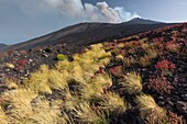 Italy, Sicily, Mount Etna Regional Nature Park, Mount Etna, UNESCO World Heritage Site, North Slope