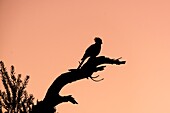 Namibia, Erongo Province, Camp Mara Namibia, Grey Go Away Bird