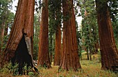 Vereinigte Staaten,Kalifornien,Yosemite-Nationalpark,Feuer spielt eine wichtige Rolle bei der Erneuerung von Riesenmammutbäumen (Sequoiadendron giganteum)