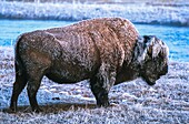 United States, Montana, Whyoming and Idaho, Yellowstone National Park, Bison in Yellowstone National Park