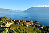 Switzerland, Canton of Vaud, Lavaux Vineyard Terraces listed as World Heritage by UNESCO, it extends from Montreux to Lausanne on 32km along Lake Geneva and 850ha, the village of Rivaz