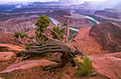 Vereinigte Staaten,Blick auf Canyons und Colorado River vom Dead Horse Point State Park