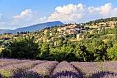 France, Vaucluse, Aurel, lavender field in bloom at the foot of the village