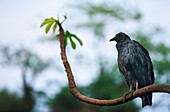 Argentinien,Provinz Misiones,Iguazu,Iguazu-Wasserfälle,Urubu (Cathartes-Aura)