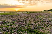 France, Somme, Somme Bay, Saint Valery sur Somme, Cape Hornu, Carpet of wild statetrics in the salted meadows at dawn, only a few hikers enjoy the coolest hours for walk