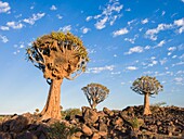 Namibia, Karas province, Quiver Tree forest, Sociable Weaver nest on a Quiver tree