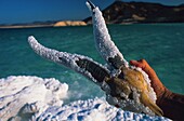 Djibouti, Lake Assal, Harvesting salt on Lake Assal by the caravaneers