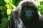 Rwanda, Northern Province, Volcanoes National Park, the group is composed of 13 members including a silver back after another was exiled from the group the leader of the group, Guhonda, is the biggest silverback of the park, weighing about 220 kg the group was named after the Sabinyo volcano, which means the old man's teeth