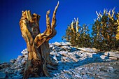 United States, California, Inyo National Forest, bristlecone pines, the oldest trees on Earth