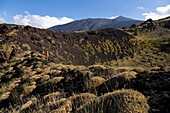 Italy, Sicily, Mount Etna Regional Nature Park, Mount Etna, UNESCO World Heritage Site, North Slope, Pads of Astragalus siculus, endemic species of Etna, woman practicing hiking