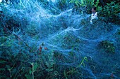 France, French Guiana, Amazonia, Social spider colonies (Anelosimus eximius) build large canvases with a volume between 1 liter and 1000 m3