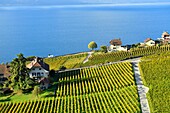 Switzerland, Canton of Vaud, Lavaux Vineyard Terraces listed as World Heritage by UNESCO, it extends from Montreux to Lausanne on 32km along Lake Geneva and 850ha