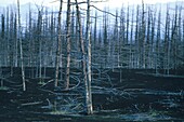 Russia, Kamchatka, Forest peaks buried under slag after eruption of New Tobalchik volcano