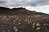 Italy, Sicily, Mount Etna Regional Nature Park, Mount Etna, UNESCO World Heritage Site, North Slope