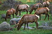 Vereinigte Staaten,Colorado,Rocky Mountains National Park,Der Wapiti (Cervus canadensis) ist einer der größten Hirsche der Welt