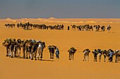 Niger,Tenere,Karawanen von Salz in den Minen von Bilma und Fachi in der Tenere