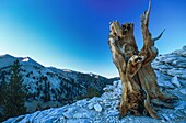 United States, California, Inyo National Forest, bristlecone pines, the oldest trees on Earth