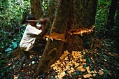 Congo, East, Lobeke, the Baka people monitor the activity of bees to obtain honey