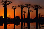 Madagascar, Madagascar, Menabe, Morondava, Baobab Alley, (Adansonia grandidieri)