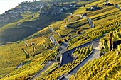 Switzerland, Canton of Vaud, Lavaux Vineyard Terraces listed as World Heritage by UNESCO, it extends from Montreux to Lausanne on 32km along Lake Geneva and 850ha