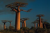 Madagascar, Tulear, Menabe, Baobab Alley, (Adansonia grandidieri)