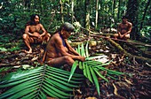 Ecuador, Orellana, Rio Cononaco, Construction of a hut and baskets, the Huaorani are one of the last two tribes of hunter-gatherers who live in the heart of the rainforest of Ecuador