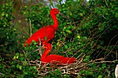 Venezuela,Zucker,Region Cumana,Kolonie des Roten Ibis zur Brutzeit