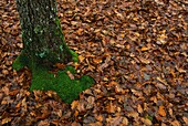 Frankreich,Auvergne Rhône-Alpes,Mühle,Allier,Wald von Moulins-Bonsmoulins