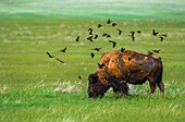 United States, South Dakota, Badlands National Park, Bison Herds in Badlands National Park