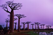 Madagascar, Tulear, Menabe, Baobab Alley, (Adansonia grandidieri)