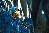 Madagaskar,Melaki,Tsingy-Nationalpark von Bemaraha,Rotstirn-Lemuren von Madagaskar ((Eulemur rufifrons))