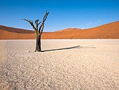 Namibia,Provinz Hardap,Namib-Naukluft-Nationalpark,Deadvlei