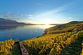 Switzerland, Canton of Vaud, Lavaux Vineyard Terraces listed as World Heritage by UNESCO, it extends from Montreux to Lausanne on 32km along Lake Geneva and 850ha