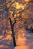 Finnland,Lappland,Inari-Region,Borealer Wald