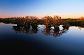 Vereinigte Staaten,Florida,Everglades National Park,Zypressen sind Koniferen,die gut im Süßwasser gedeihen