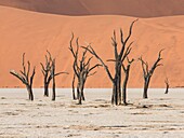 Namibia,Provinz Hardap,Namib-Naukluft-Nationalpark,Deadvlei