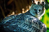 Ecuador, Orellana, Rio Cononaco, the fierce harpy (Harpia harpyja) is the largest and most powerful bird of prey in the rainforest