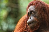 Malaysia, Sarawak, Semengok, the Semonggok Wildlife Rehabilitation Center is located south of Kuching, and is a rehabilitative sanctuary of Orangs-utans who were injured or captured