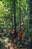 Ecuador, Orellana, Rio Cononaco, blowgun hunting, the Huaorani are one of the last two tribes of hunter-gatherers who live in the heart of the rainforest of Ecuador