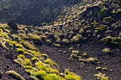 Italy, Sicily, Mount Etna Regional Nature Park, Mount Etna, UNESCO World Heritage Site, North Slope, Pads of Astragalus siculus, endemic species of Etna, woman practicing hiking