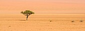 Namibia, Hardap province, Namibrand nature reserve, lonely tree