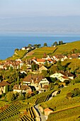 Switzerland, Canton of Vaud, Lavaux Vineyard Terraces listed as World Heritage by UNESCO, it extends from Montreux to Lausanne on 32km along Lake Geneva and 850ha, the village of Rivaz