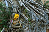 Thailand, Ayutthaya Temples, many Buddha statues are scattered among the ruins of the temple