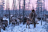 Russia, Sakha, Reindeer herd surveillance, the Evenks are nomadic reindeer herders of the taiga in Siberia