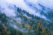 Vereinigte Staaten,North Carolina,Great Smoky Mou National Park,Great Smoky Mountains National Park Forest