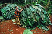 Congo, East, Lobeke, Baka pygmies groups build huts built with curved branches and covered with large leaves