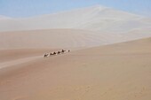 China,Provinz Gansu,Dunhuang,Mingsha Sanddünen,Trekking auf dem Rücken eines Trampeltiers,im Geiste der Seidenstraße