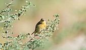 Namibia, Erongo province, Erindi Private Game Reserve, Female Village Weaver